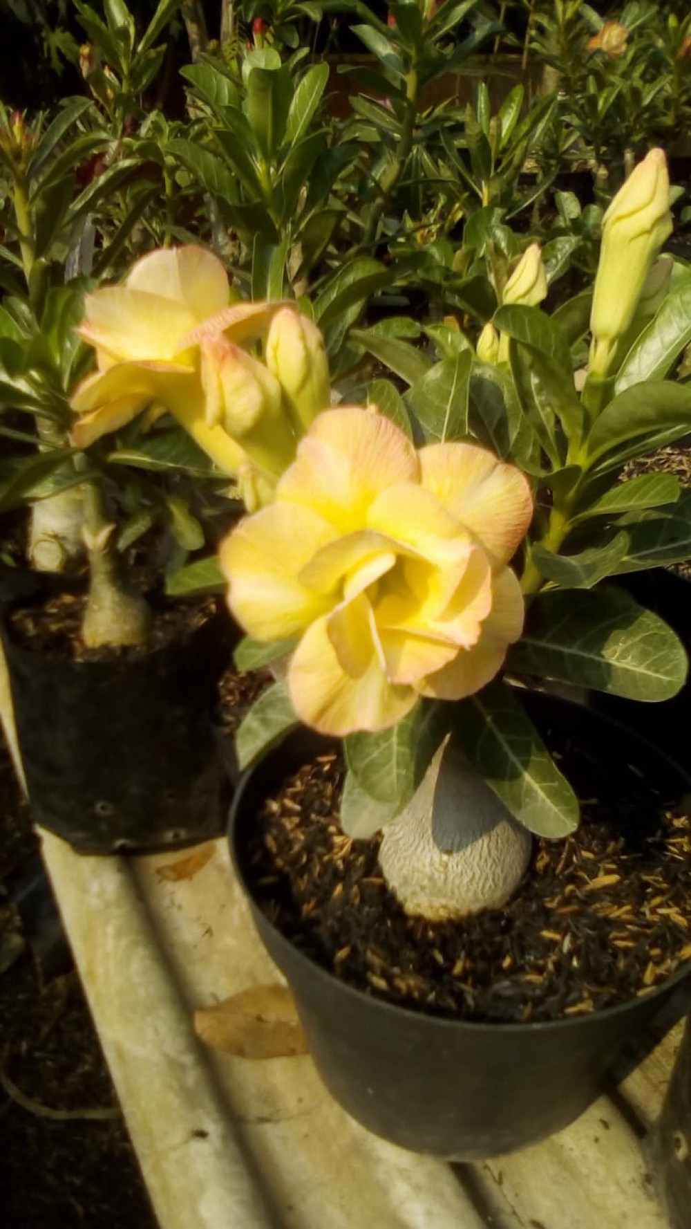  Tanaman  Hias  Adenium  1 kg isi 3 pohon Size B